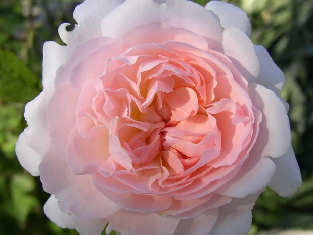 ˹ Pink Gruss an Aachen W