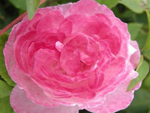 ƤW Mme. Pierre Oger