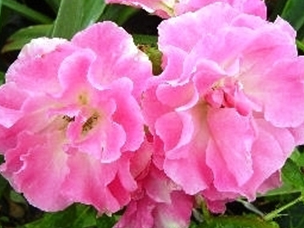 ľ㡰õt Roses banksiae 'Rosea'
