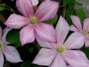 Fɏա'Caroline'