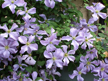 Fɏ頖˹ӡClematis Prince Charles