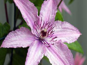 FɏHagley Hybrid
