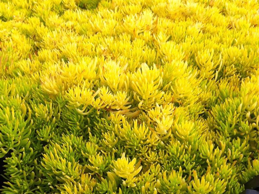 ~ײ'I' Sedum reflexum 'Angelina'
